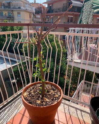 Albero di Arancio