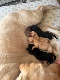 Cuccioli di Labrador miele e neri