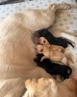 Cuccioli di Labrador miele e neri