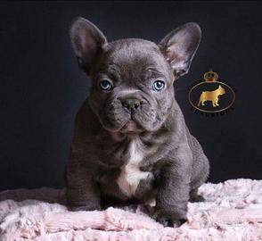 Bulldog francese occhi blu