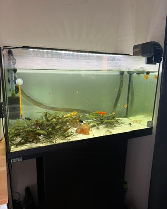 Acquario Tetra Starter Line 105L con Mobile Tetra