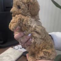 Albicocca barboncino Toy di tre mesi