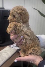 Albicocca barboncino Toy di tre mesi