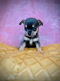 Chihuahua