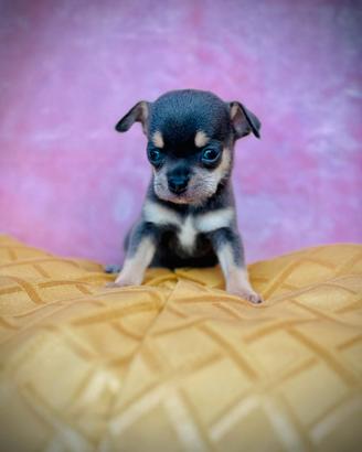 Chihuahua