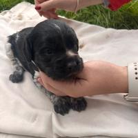 Cucciola di Breton con pedigree