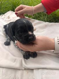 Cucciola di Breton con pedigree