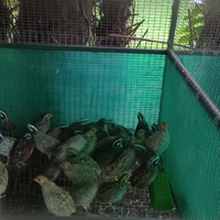 Colini virginia e California