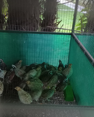 Colini virginia e California