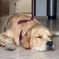 Golden Retriever M. Pedigree Disponibile x monta