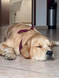 Golden Retriever M. Pedigree Disponibile x monta