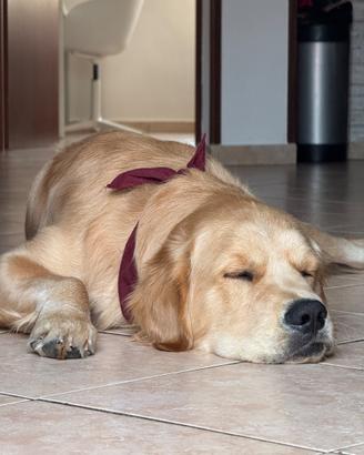 Golden Retriever M. Pedigree Disponibile x monta