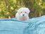Immagine 10