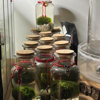 N.12 vasi con interno ALGA MARIMO