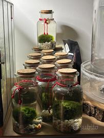 N.12 vasi con interno ALGA MARIMO