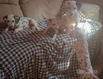 Dalmata