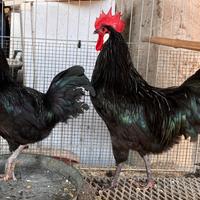 Galli valdarno riproduttori