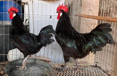 Galli valdarno riproduttori