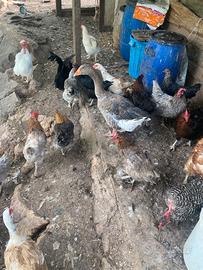 Galline