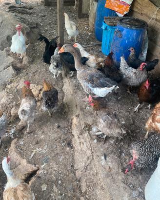 Galline
