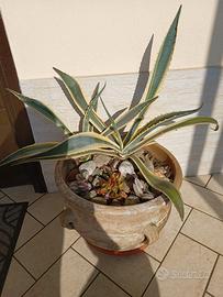 Agave Americana Variegata piante diverse grandezze