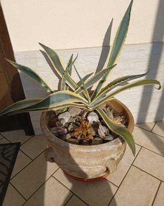 Agave Americana Variegata piante diverse grandezze