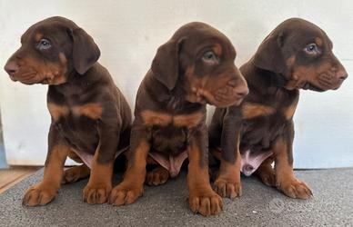 Cuccioli di dobermann