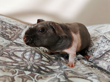 Skinny cavia nuda