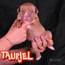 Cuccioli di American Bully XL