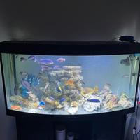 Pesci Ciclidi Malawi