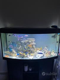 Pesci Ciclidi Malawi