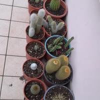 Cactus e piante grasse