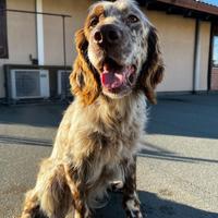 Miró setter inglese