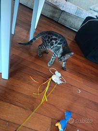gattino bengala maschio 