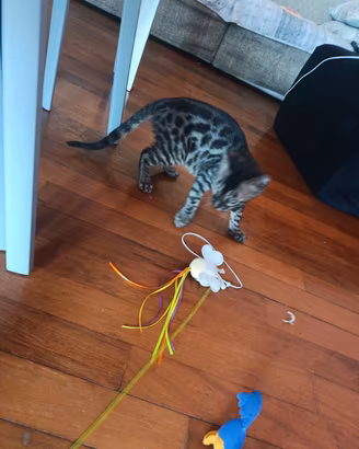 gattino bengala maschio 
