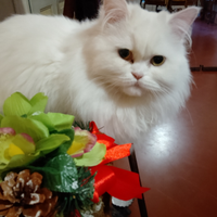 Gatto maschio per accoppiamento gratuito