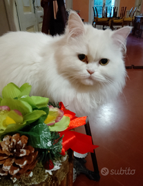 Gatto maschio per accoppiamento gratuito