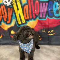 Femmina maltipoo mini toy