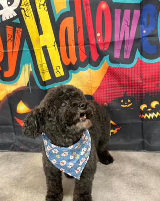 Femmina maltipoo mini toy