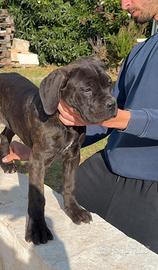 CANE CORSO cuccciola