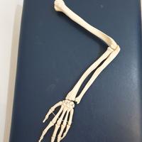 Modello anatomico arto superiore