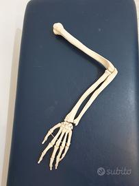 Modello anatomico arto superiore
