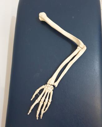Modello anatomico arto superiore