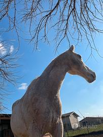 Stallatico di cavallo