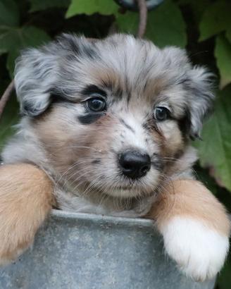Cucciolo pastore australiano