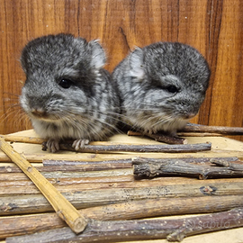 Cincillà royal persian carrier angora/black pearl