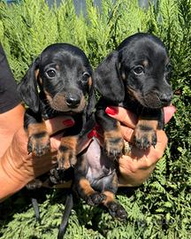 Cuccioli di Bassotto tedesco