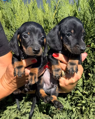 Cuccioli di Bassotto tedesco