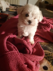 Cucciole Maltese