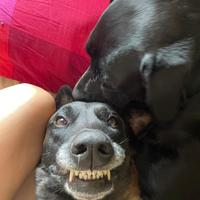 Malinois per monta